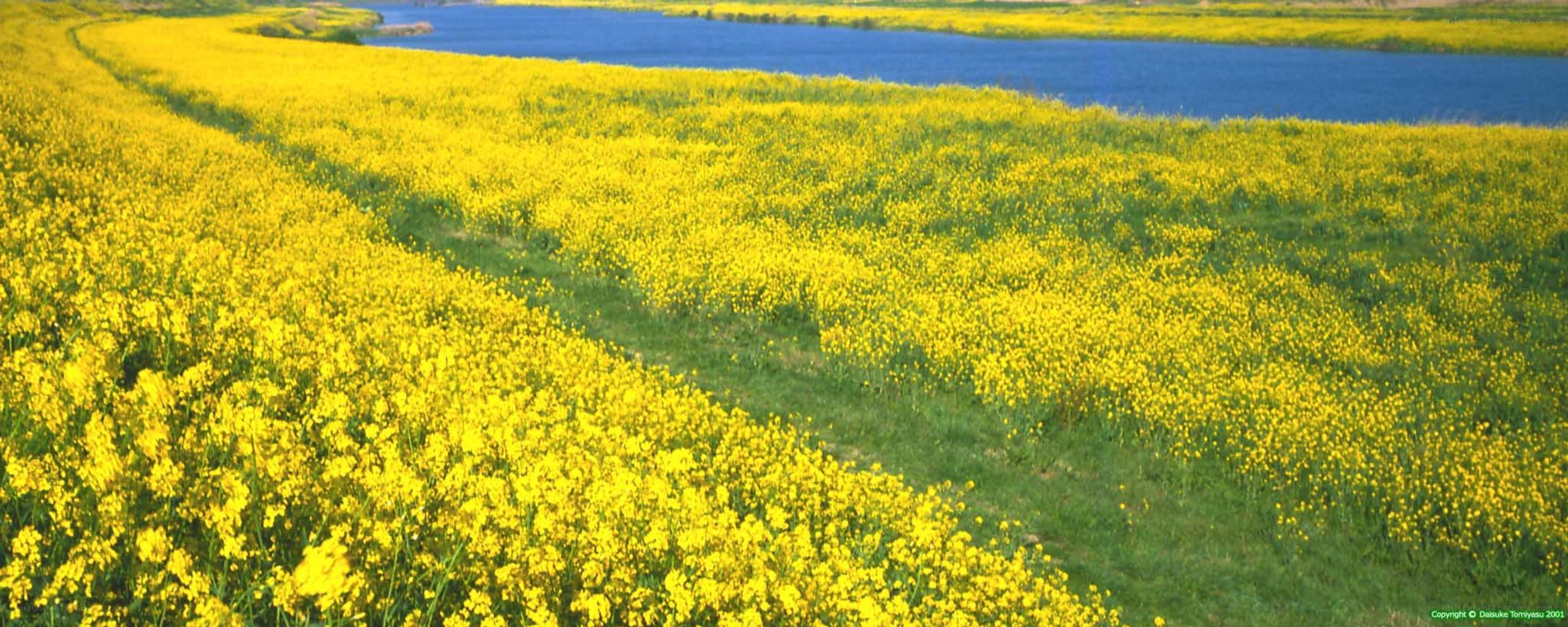 Yellow flower field by river