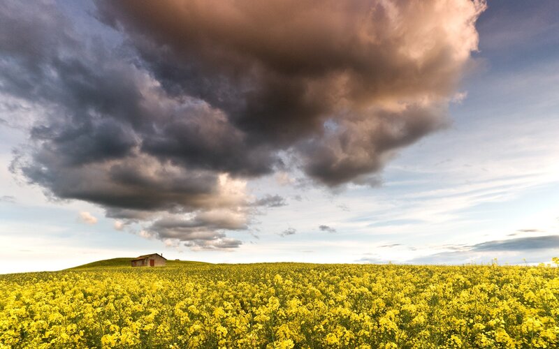 Yellow Flower Field — Dramatic, Afternoon, Photograph, Clouds, Hill, Building