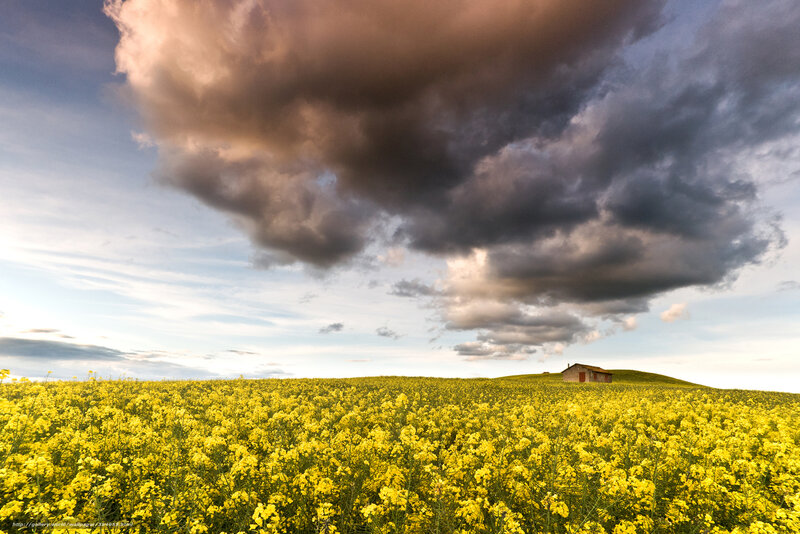 Yellow Flower Field — Dramatic, Afternoon, Photograph, Clouds, Hill