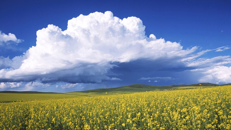 Yellow Flower Field — Dramatic, Afternoon, Photograph, Clouds, Hills