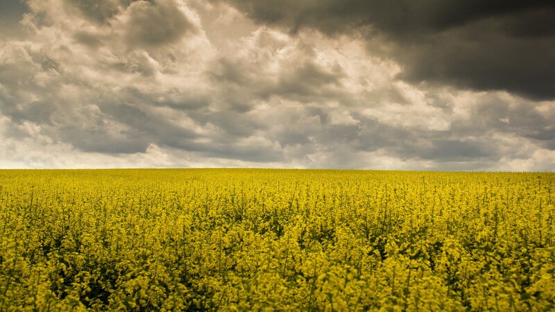 Yellow Flower Field — Dramatic, Afternoon, Photograph, Clouds, Sky