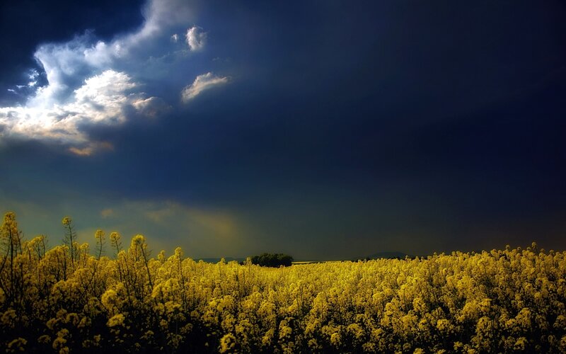 Yellow Flower Field — Dramatic, Afternoon, Photograph, Clouds, Sky, Trees