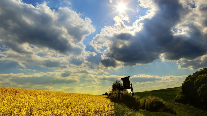 Yellow Flower Field — Dramatic, Afternoon, Photograph, Clouds, Sun