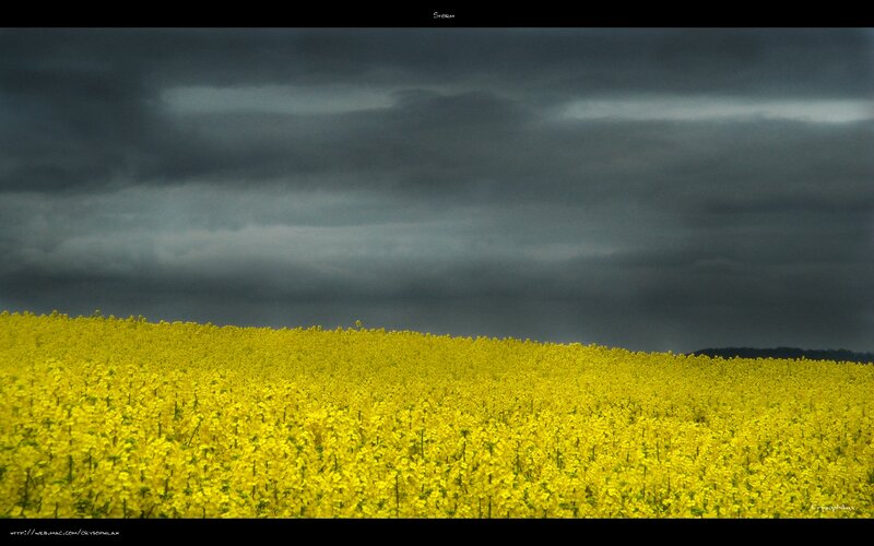 Yellow Flower Field — Dramatic, Afternoon, Photograph, Clouds
