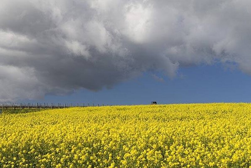 Yellow Flower Field — Dramatic, Afternoon, Photograph, Clouds, Tractor