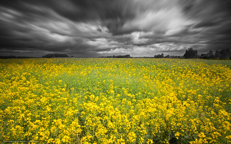 Yellow Flower Field — Dramatic, Afternoon, Photograph, Clouds, Trees, Sky