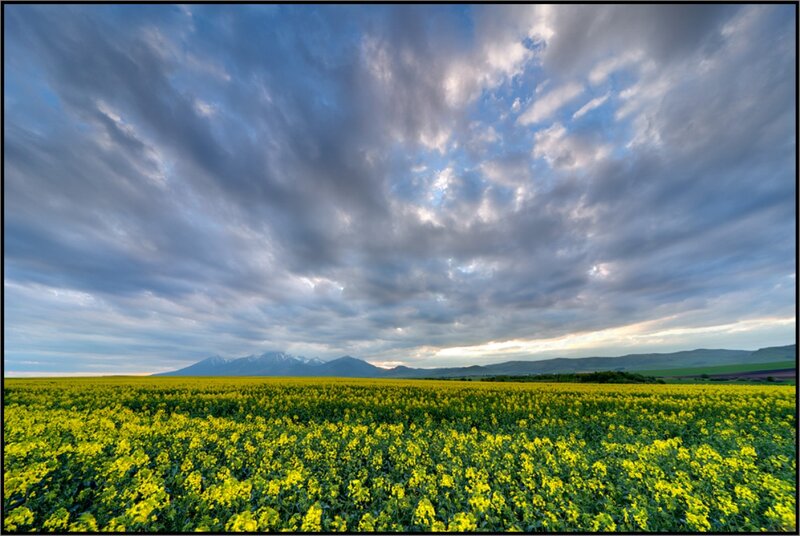 Yellow Flower Field — Dramatic, Afternoon, Photograph, Mountains