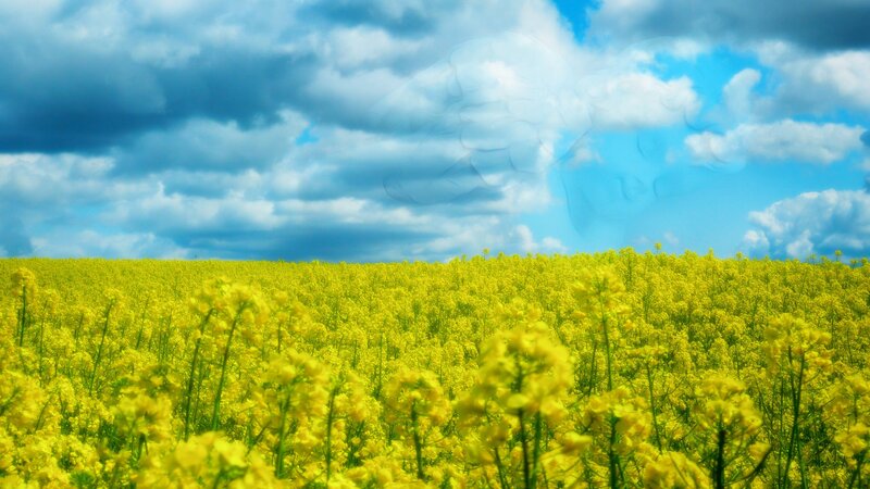 Yellow Flower Field — Dramatic, Afternoon, Photograph, Sky