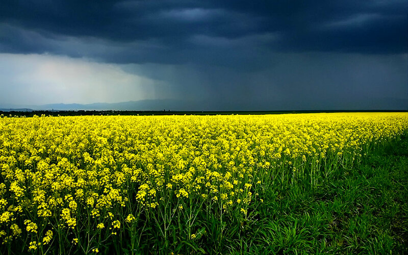 Yellow Flower Field — Dramatic, Afternoon, Photograph, Storm Clouds