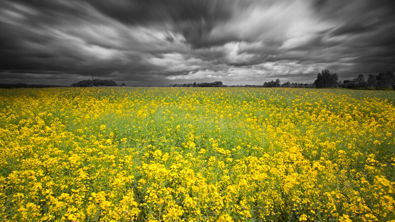 Yellow Flower Field — Dramatic, Afternoon, Photograph