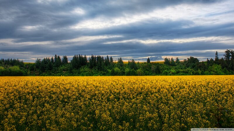 Yellow Flower Field — Dramatic, Afternoon, Photograph, Trees, Clouds