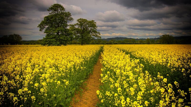 Yellow Flower Field — Dramatic, Afternoon, Photograph, Trees, Path
