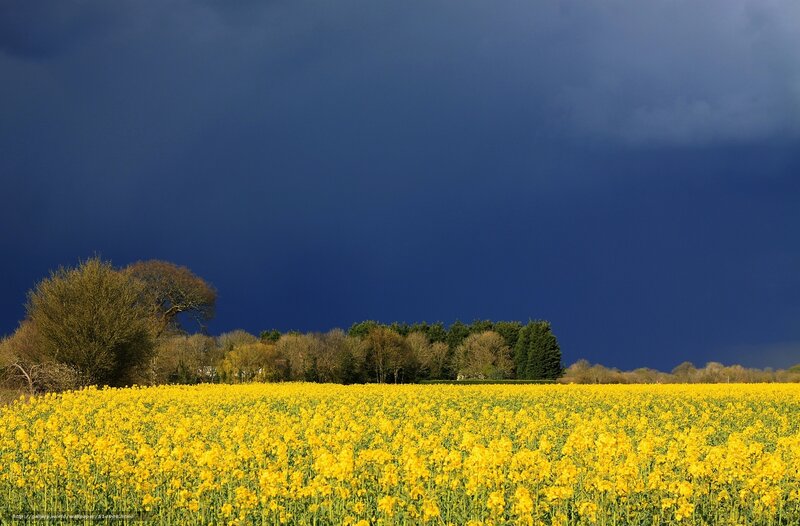 Yellow Flower Field — Dramatic, Afternoon, Photograph, Trees, Sky