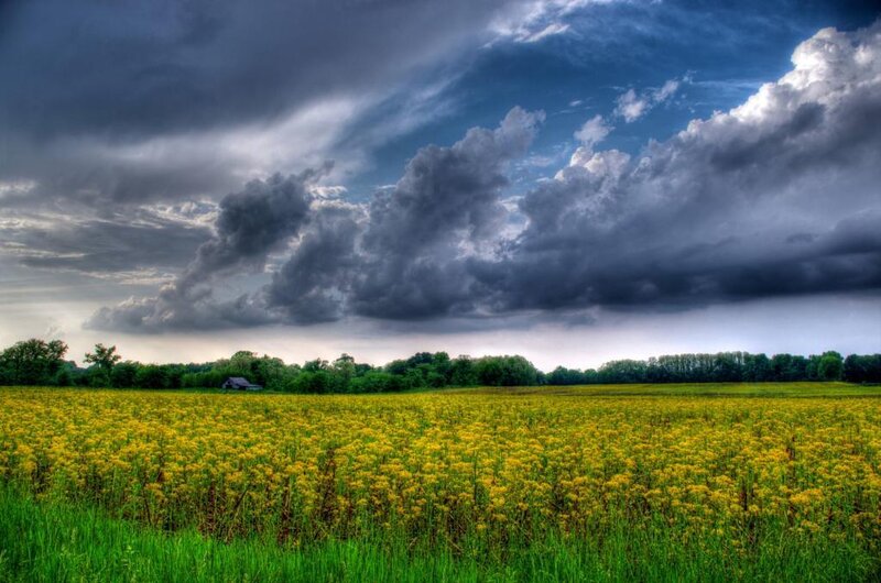 Yellow Flower Field — Dramatic, Afternoon