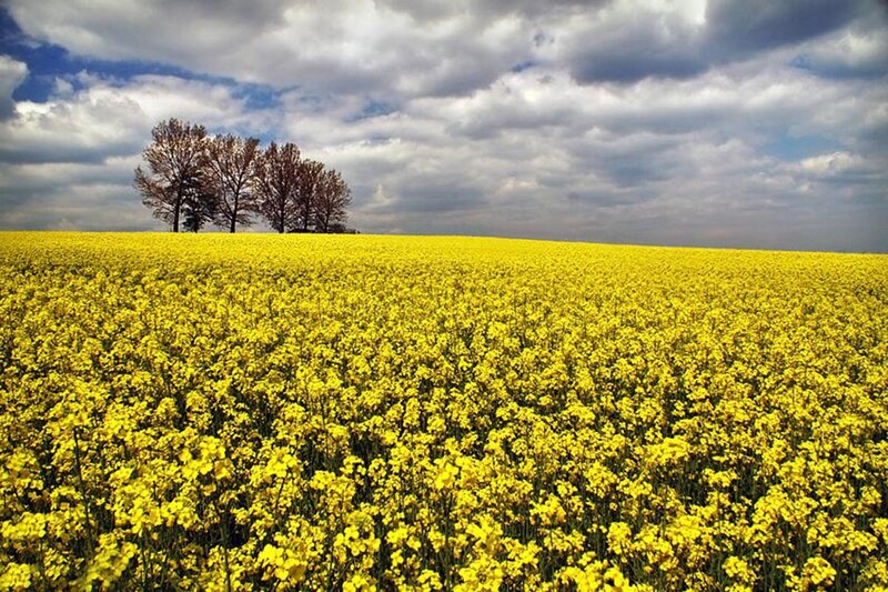 Yellow Flower Field — Dramatic, Spring