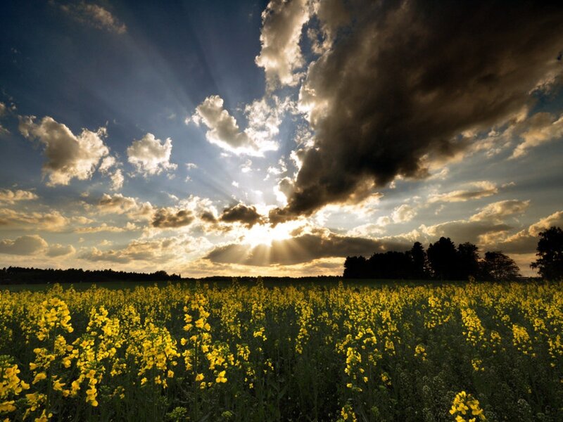 Yellow Flower Field — Dramatic, Sunset, Photograph, Clouds, Sunlight