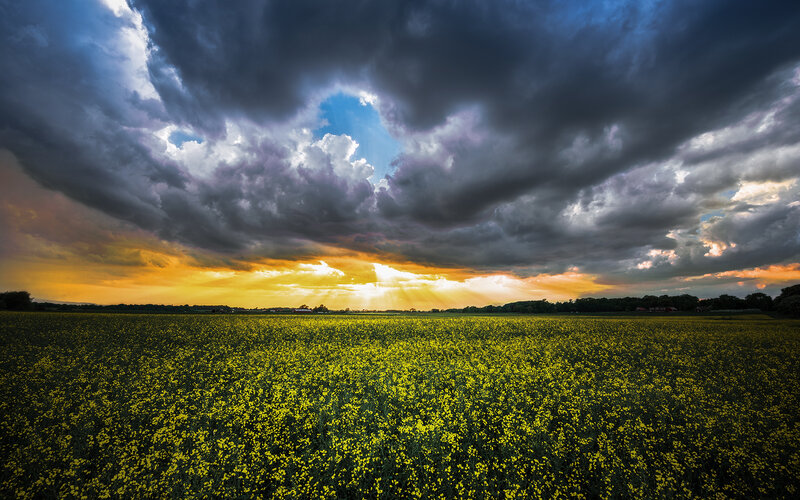 Yellow Flower Field — Dramatic, Sunset, Photograph, Clouds, Sunlight, Trees