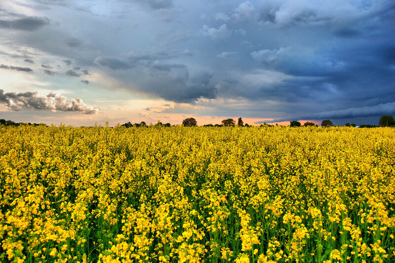 Yellow Flower Field — Dramatic, Sunset, Photograph, Clouds