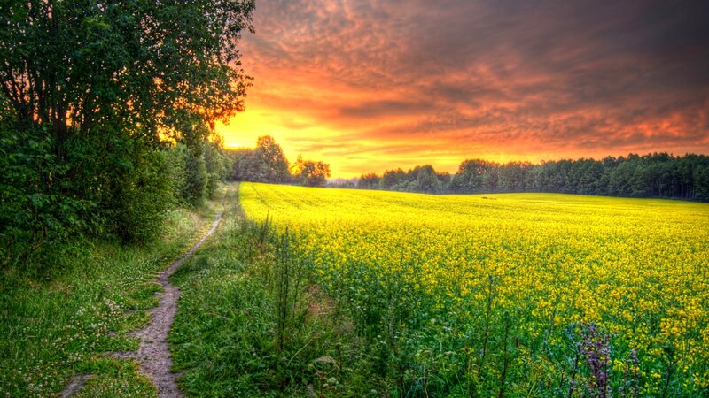 Yellow Flower Field — Dramatic, Sunset, Photograph, Path