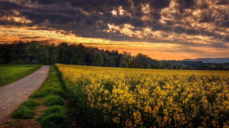 Yellow Flower Field — Dramatic, Sunset, Photograph, Path, Trees