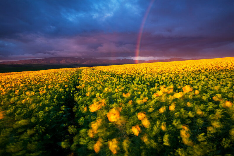 Yellow Flower Field — Dramatic, Sunset, Photograph, Rainbow