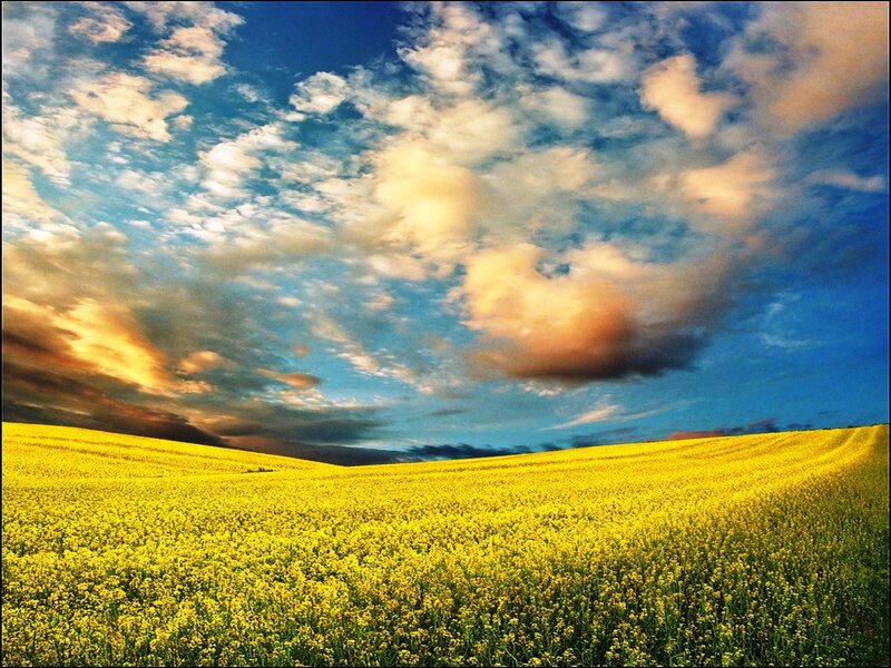 Yellow Flower Field — Dramatic, Sunset, Photograph, Sky