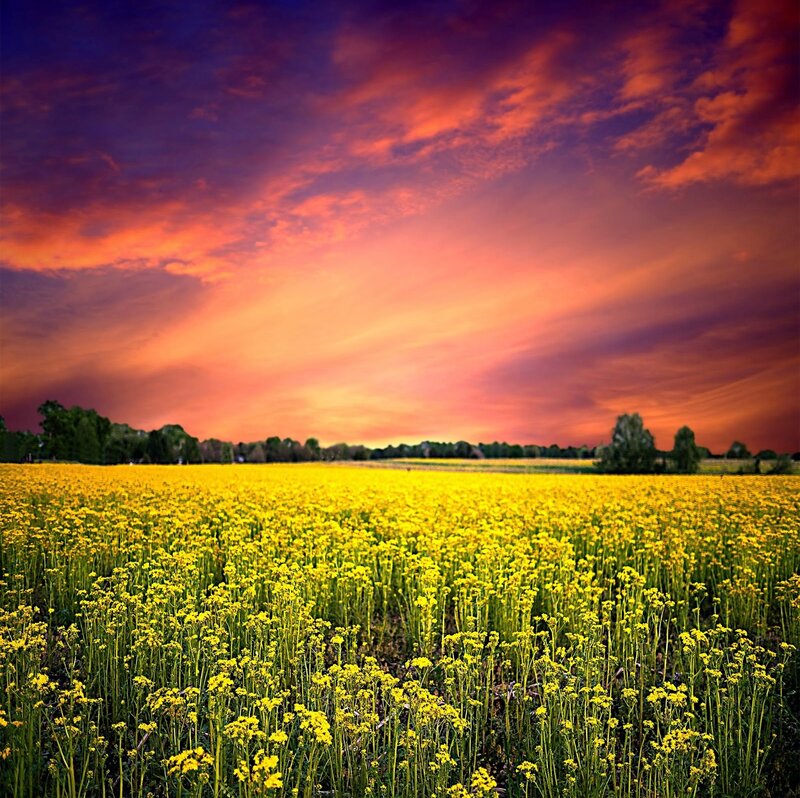 Yellow Flower Field — Dramatic, Sunset, Photograph, Sky, Trees