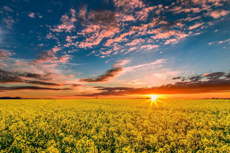Yellow Flower Field — Dramatic, Sunset, Photograph, Sun, Clouds, Sky