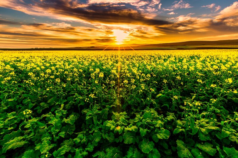 Yellow Flower Field — Dramatic, Sunset, Photograph, Sun, Clouds