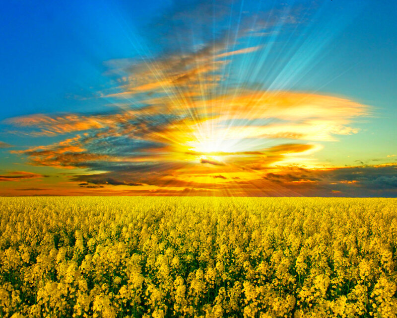 Yellow Flower Field — Dramatic, Sunset, Photograph, Sun, Sky