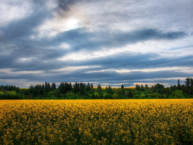 Yellow Flower Field — Dramatic, Sunset, Photograph, Trees, Clouds