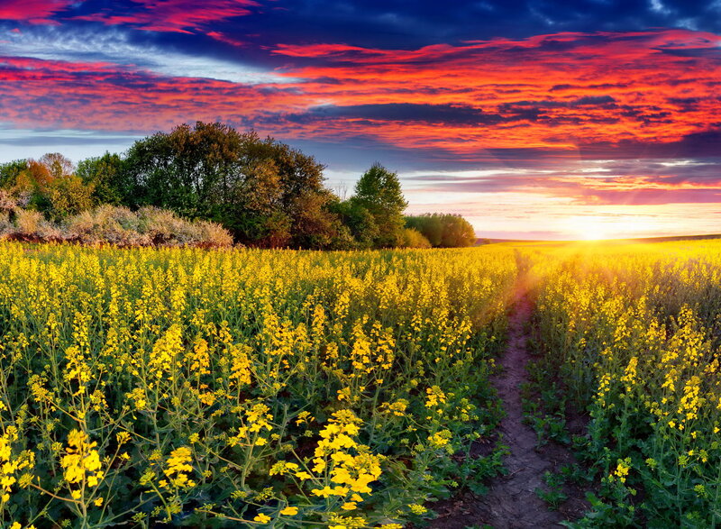 Yellow Flower Field — Dramatic, Sunset, Photograph, Trees, Path, Sky