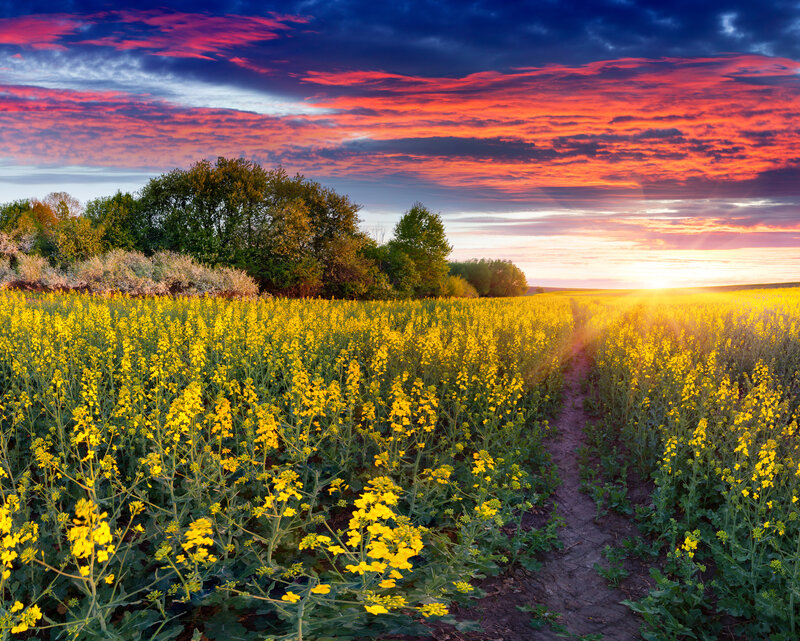 Yellow Flower Field — Dramatic, Sunset, Photograph, Trees, Path