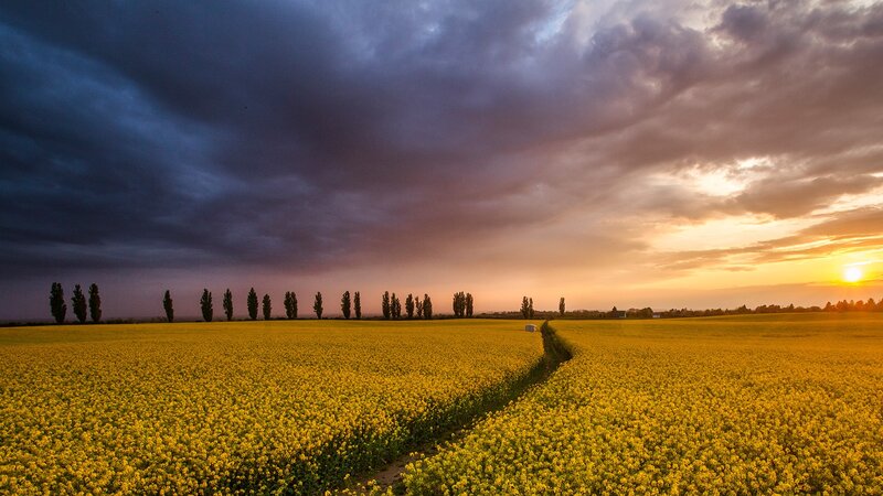 Yellow Flower Field — Dramatic, Sunset, Photograph, Trees, Sky, Sun