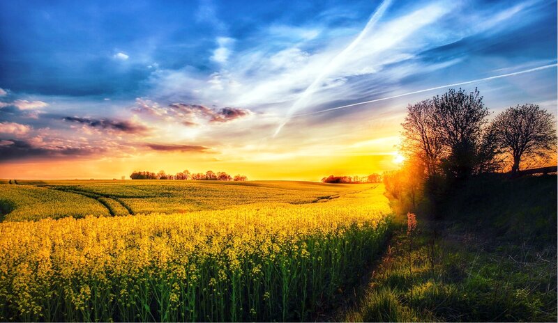 Yellow Flower Field — Dramatic, Sunset, Photograph, Trees, Sky