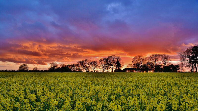 Yellow Flower Field — Dramatic, Sunset, Photograph, Trees