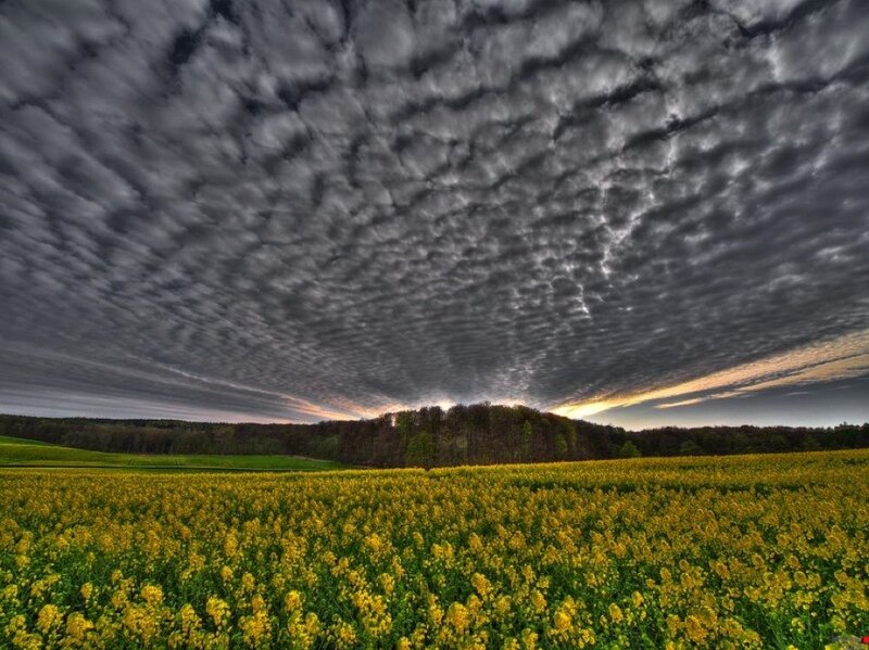 Yellow Flower Field — Dramatic, Sunset