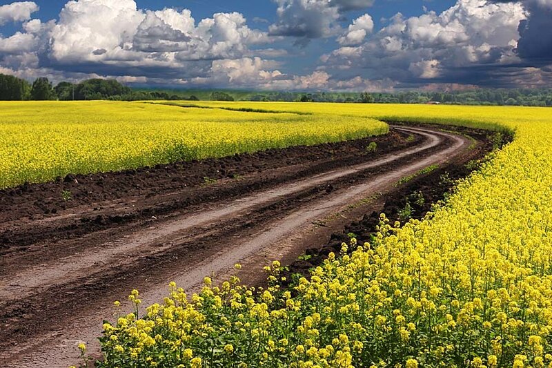 Yellow Flower Field — Dramatic