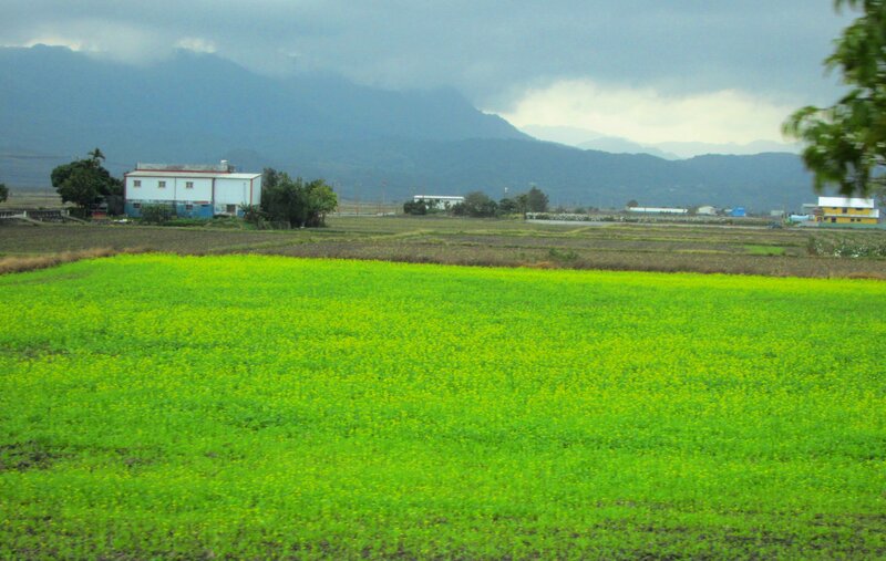 Yellow Flower Field — Green, Overcast