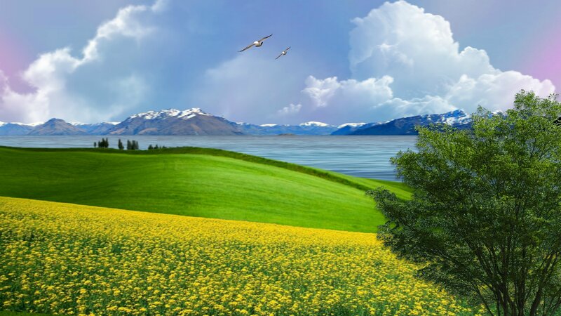 Yellow Flower Field — Green, Serene, Afternoon, Photograph, Mountains