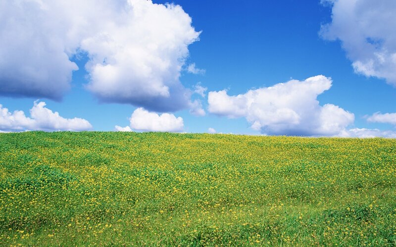 Yellow Flower Field — Green, Serene, Afternoon, Photograph, Sky