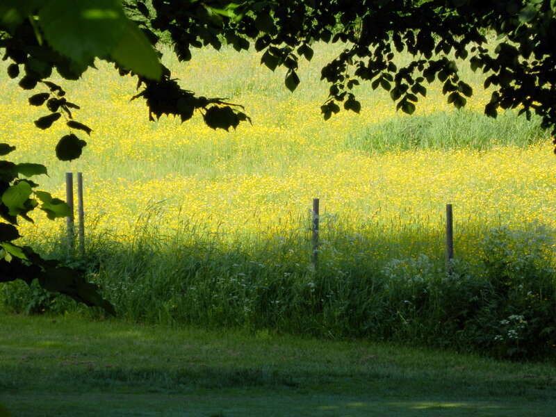 Yellow Flower Field — Green, Serene, Afternoon, Photograph