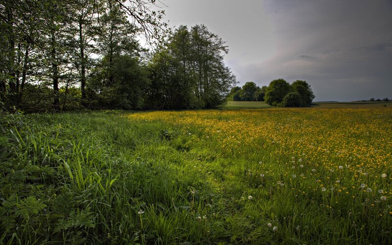 Yellow Flower Field — Green, Serene, Afternoon, Photograph, Trees