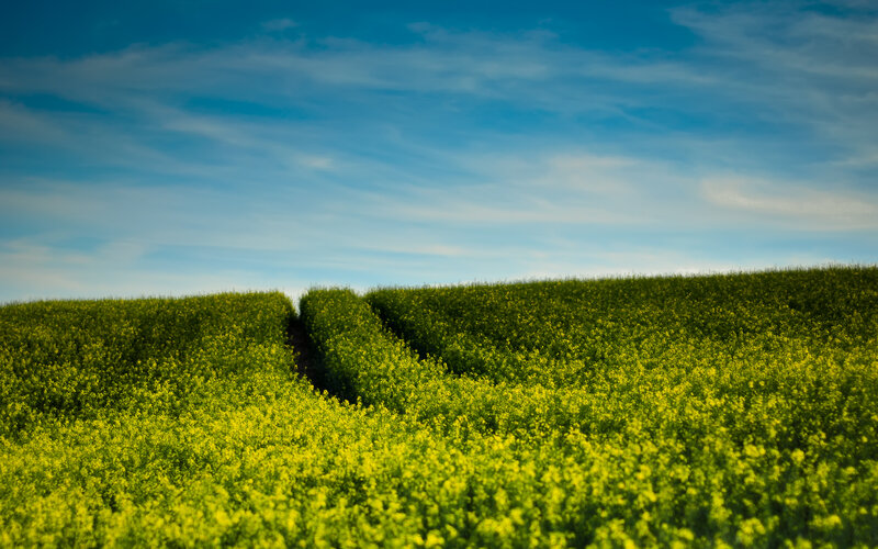 Yellow Flower Field — Green, Serene, Afternoon