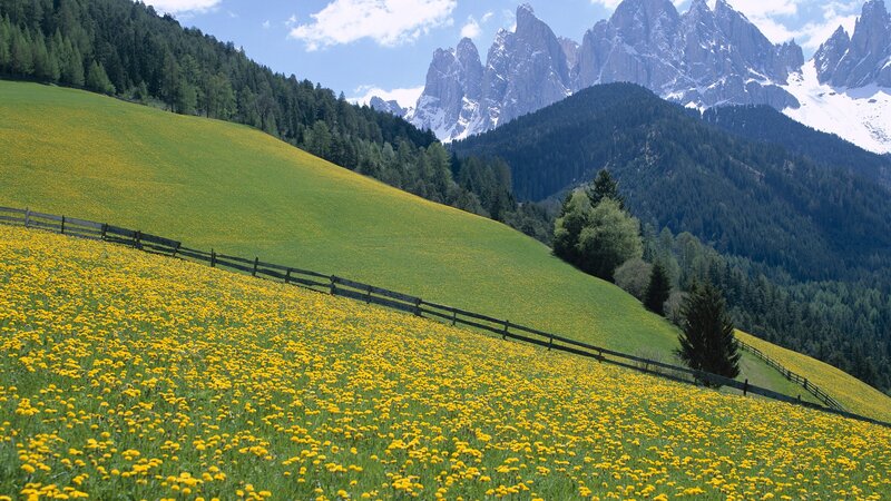 Yellow Flower Field — Green, Serene, Spring, Photograph, Mountains, Fence