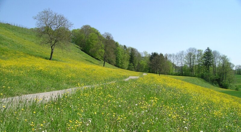 Yellow Flower Field — Green, Serene, Spring, Photograph, Path