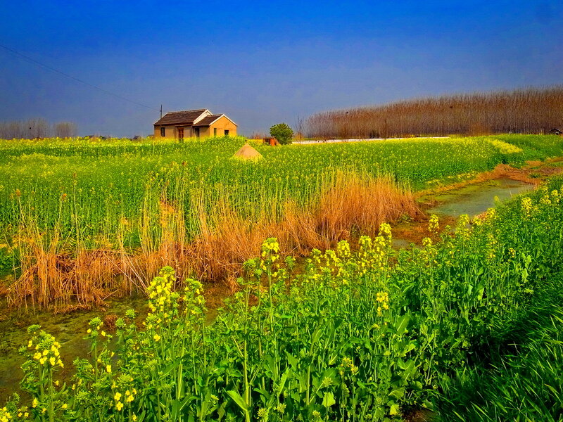 Yellow Flower Field — Green, Serene, Spring, Photograph