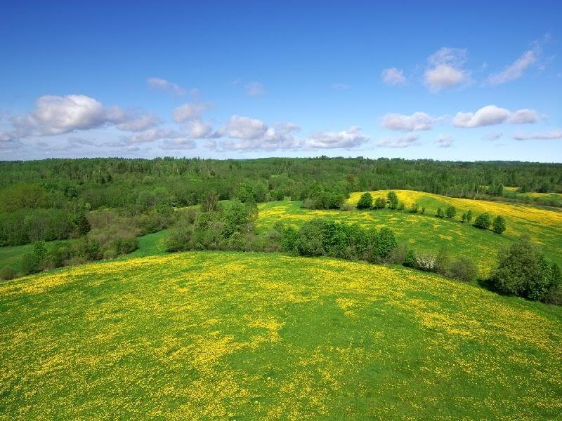 Yellow Flower Field — Green, Serene, Spring