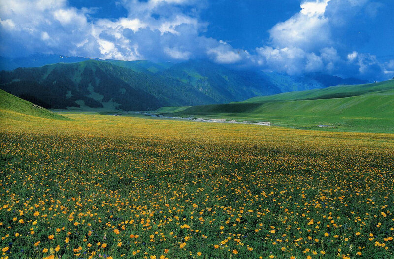 Yellow Flower Field — Green, Serene, Summer, Photograph, Mountains