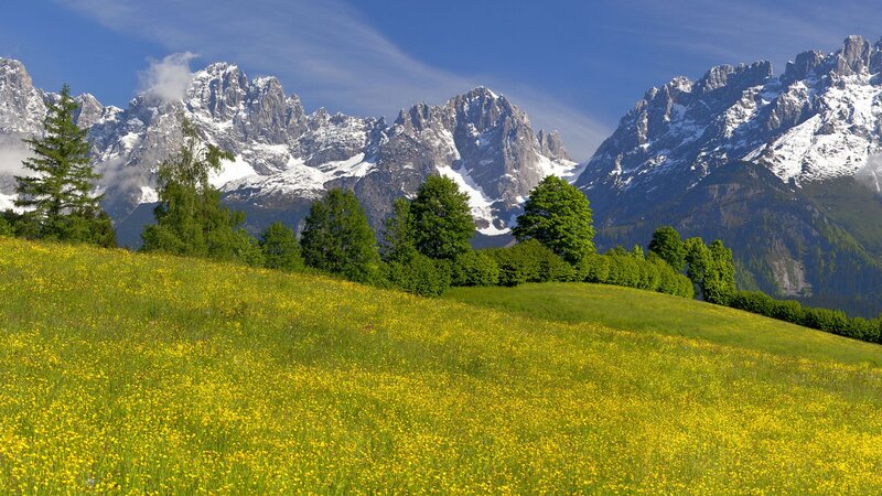 Yellow Flower Field — Green, Serene, Summer, Photograph, Mountains, Trees